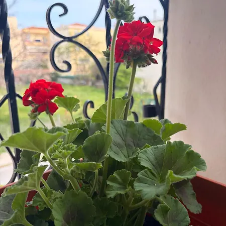 Summer Comfort Nea Kallikrateia
